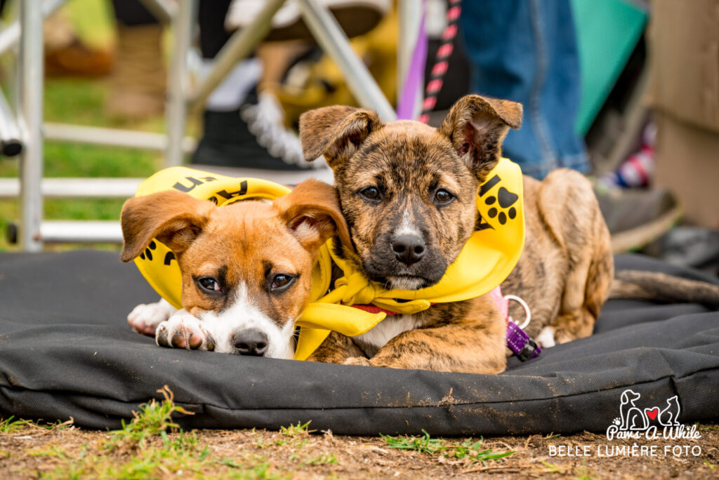 Paws-a-While – June 2024